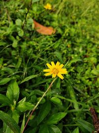 Close-up of yellow flowering plant on field