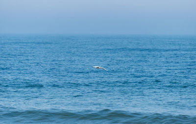 A landscape of a beautiful, blue and calm sea with a flying lonely seagull on a summer morning.