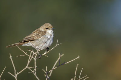 Close-up of bird perching on plant