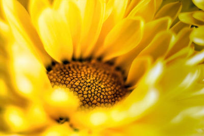 Close-up of yellow flower pollen