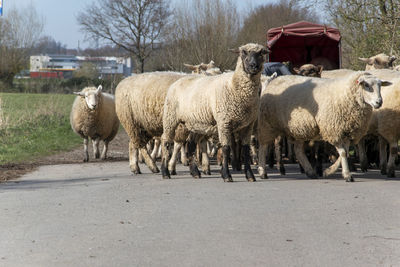 View of sheep standing on road