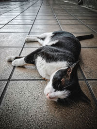 High angle view of cat sleeping on floor