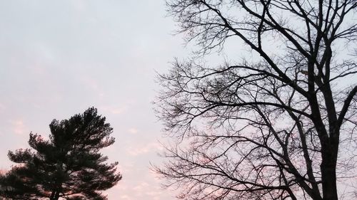 Low angle view of bare trees against sky