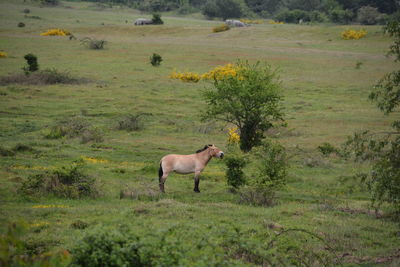 Side view of horse standing on field