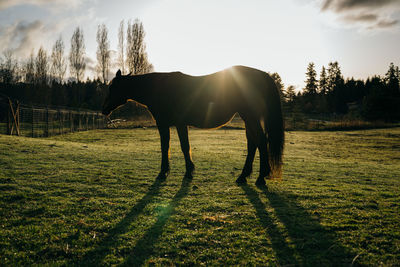 Horse standing on field