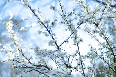 Low angle view of flowering tree against sky