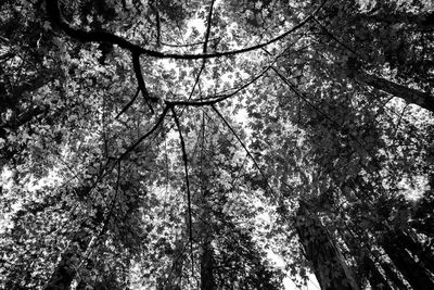 Low angle view of trees in forest against sky