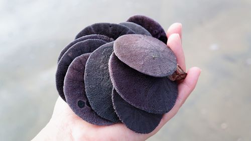 Cropped hand holding sand dollars at beach