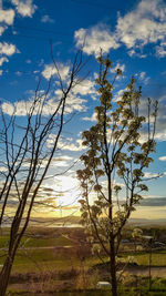 Bare trees on field against cloudy sky