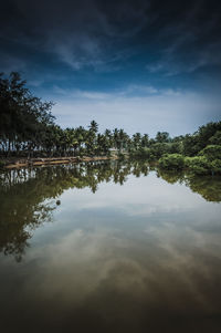 Reflection of trees in water