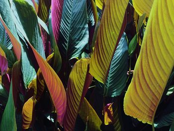 Close-up of plant leaves