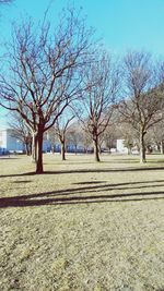 Bare trees against clear sky