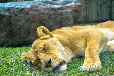 Cat sleeping in a zoo