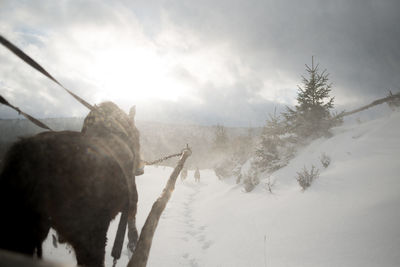 Horse on snow field against sky