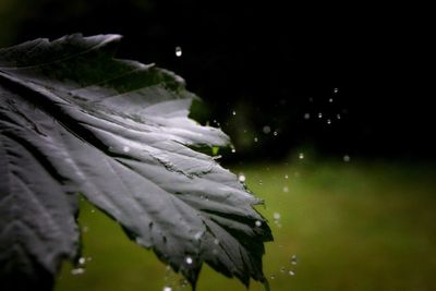 Close-up of wet leaf at night