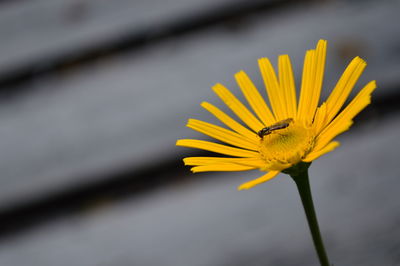 Close-up of insect on yellow flower