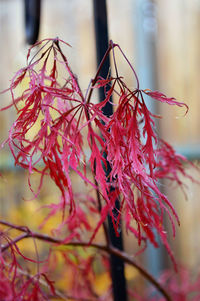 Close-up of leaves