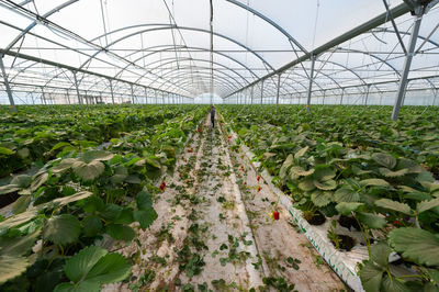 High angle view of plants in greenhouse