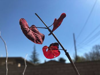 Low angle view of red flowering plant against clear sky