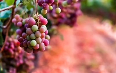 Close-up of fruits hanging on plant