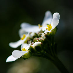 Close-up of white flowering plant