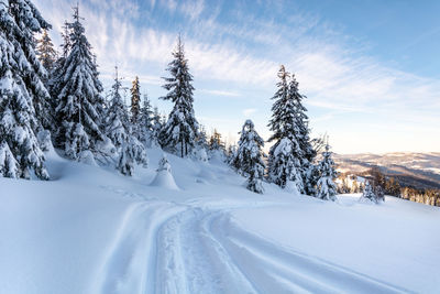 Trees on snow covered land against sky