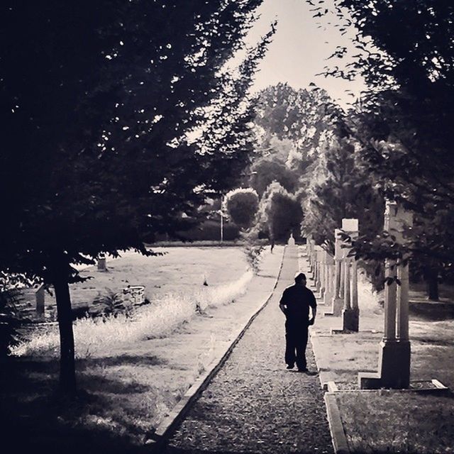 tree, rear view, walking, full length, lifestyles, leisure activity, the way forward, person, men, shadow, footpath, park - man made space, growth, tree trunk, nature, silhouette, standing, outdoors