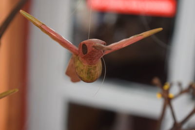 Close-up of plant against blurred background