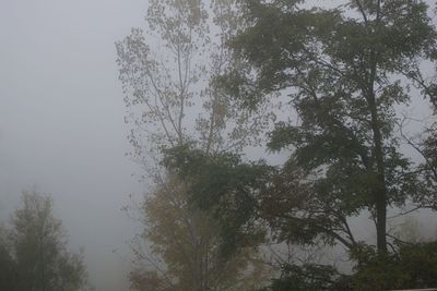 Low angle view of trees in forest against sky