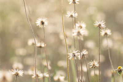 Close-up of flowering plants on land