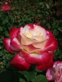 Close-up of pink rose blooming in park