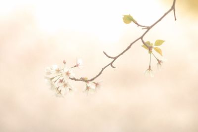 flowering plant