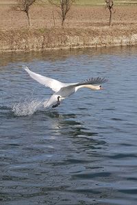Seagulls flying over lake