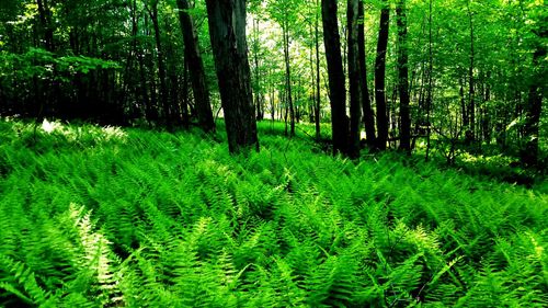 Scenic view of forest