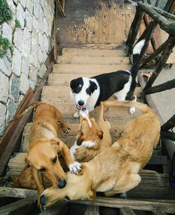 High angle view of dogs on steps
