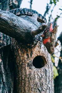 Close-up of old tree trunk