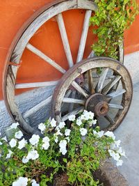 View of flowering plants against white wall