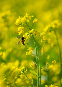 Close-up of bee pollinating on yellow flower