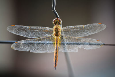 dragonfly