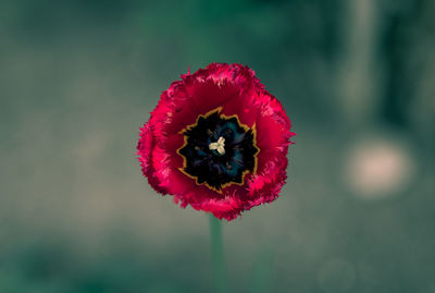 Close-up of red poppy flower