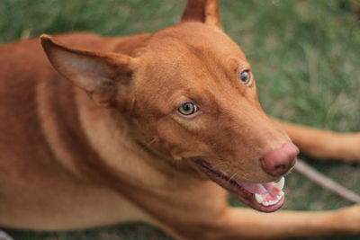 Close-up of dog looking away