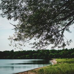 Reflection of trees in calm lake