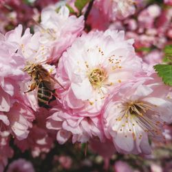 Close-up of insect on white flowers
