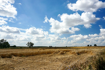 Scenic view of agricultural field against sky