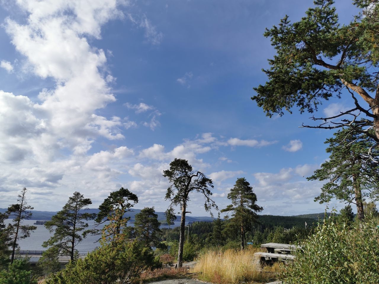 LOW ANGLE VIEW OF TREES ON LAND AGAINST SKY