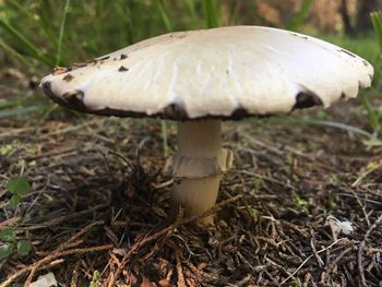 Close-up of mushroom on field