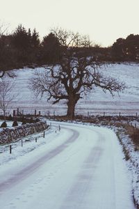 Bare trees on snow covered road against clear sky