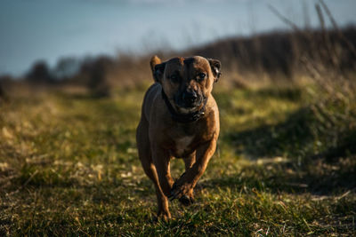 Dogs running on field