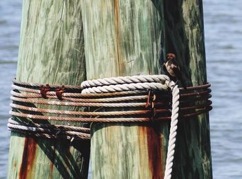 Close-up of bird perching on rope