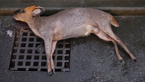 High angle view of horse in water